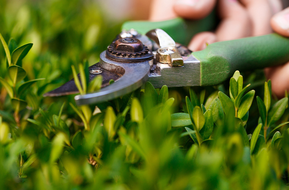 Jardinagem para Iniciantes: Guia Passo a Passo